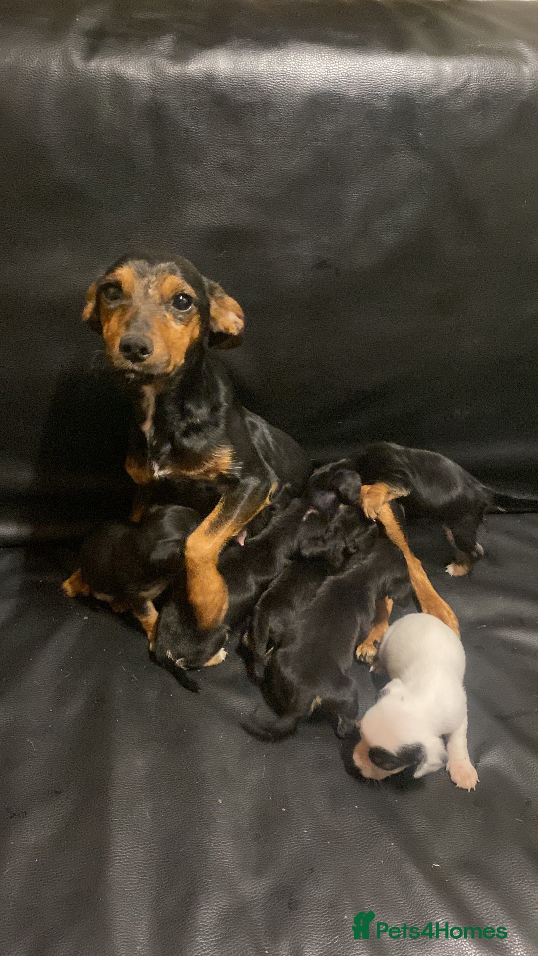 Jack Russell dogs for sale: 6 Jack Russell puppy’s  - Advert 1