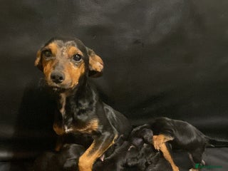 Jack Russell dogs 6 Jack Russell puppy’s - Advert 4