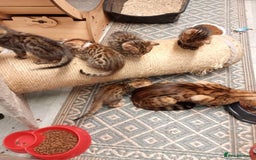 Bengal cats for sale: 6 beautiful bengal kittens ready soon  - Image 1