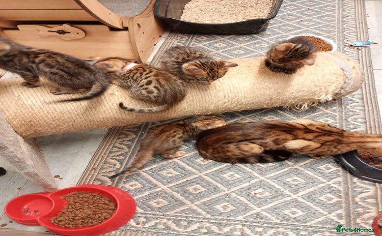 Bengal cats - Advert 1