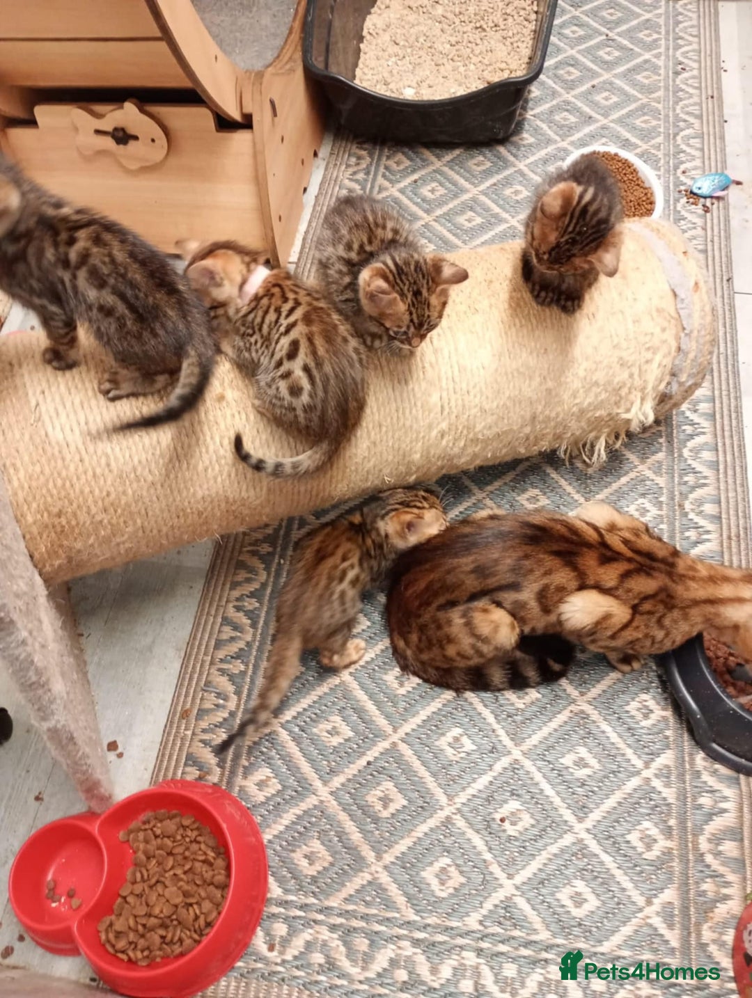 Bengal cats for sale: 6 beautiful bengal kittens ready soon  - Image 1