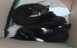 Mixed Breed cats for sale: Beautiful small kittens for sale - Image 7
