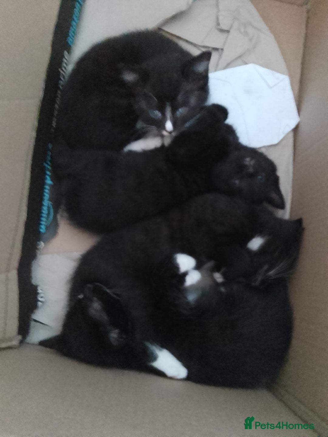 Mixed Breed cats for sale: Beautiful small kittens for sale - Image 7