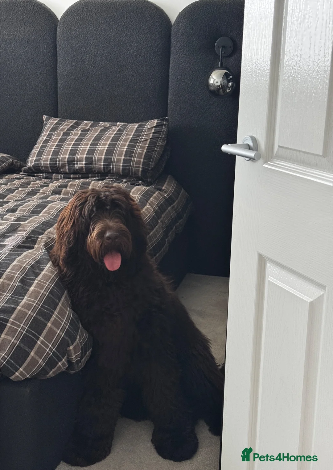Newfypoo dogs for sale: Newfypoo / teddy bear 12 months old for sale,  in Manchester - Advert 2