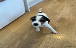 Jack Russell dogs for sale: Traditional Jack Russell Puppies  - Image 2