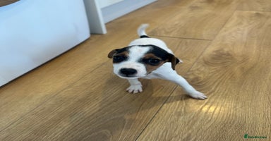Jack Russell dogs - Advert 13