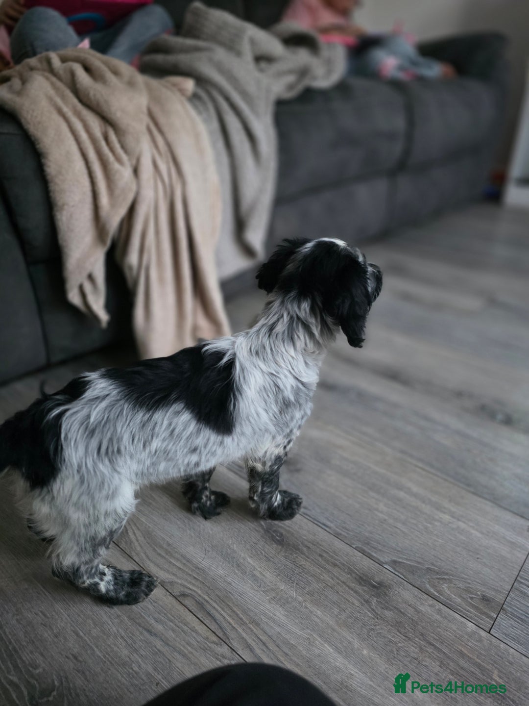 Cocker Spaniel dogs for sale: 1 left Working coker spaniel  - Advert 17