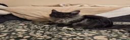 Maine Coon cats for sale: Black smoke Maine Coon  in Mansfield - Advert 2