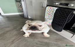English Bulldog dogs for sale: English Bulldog looking for new home in Leamington Spa - Image 3
