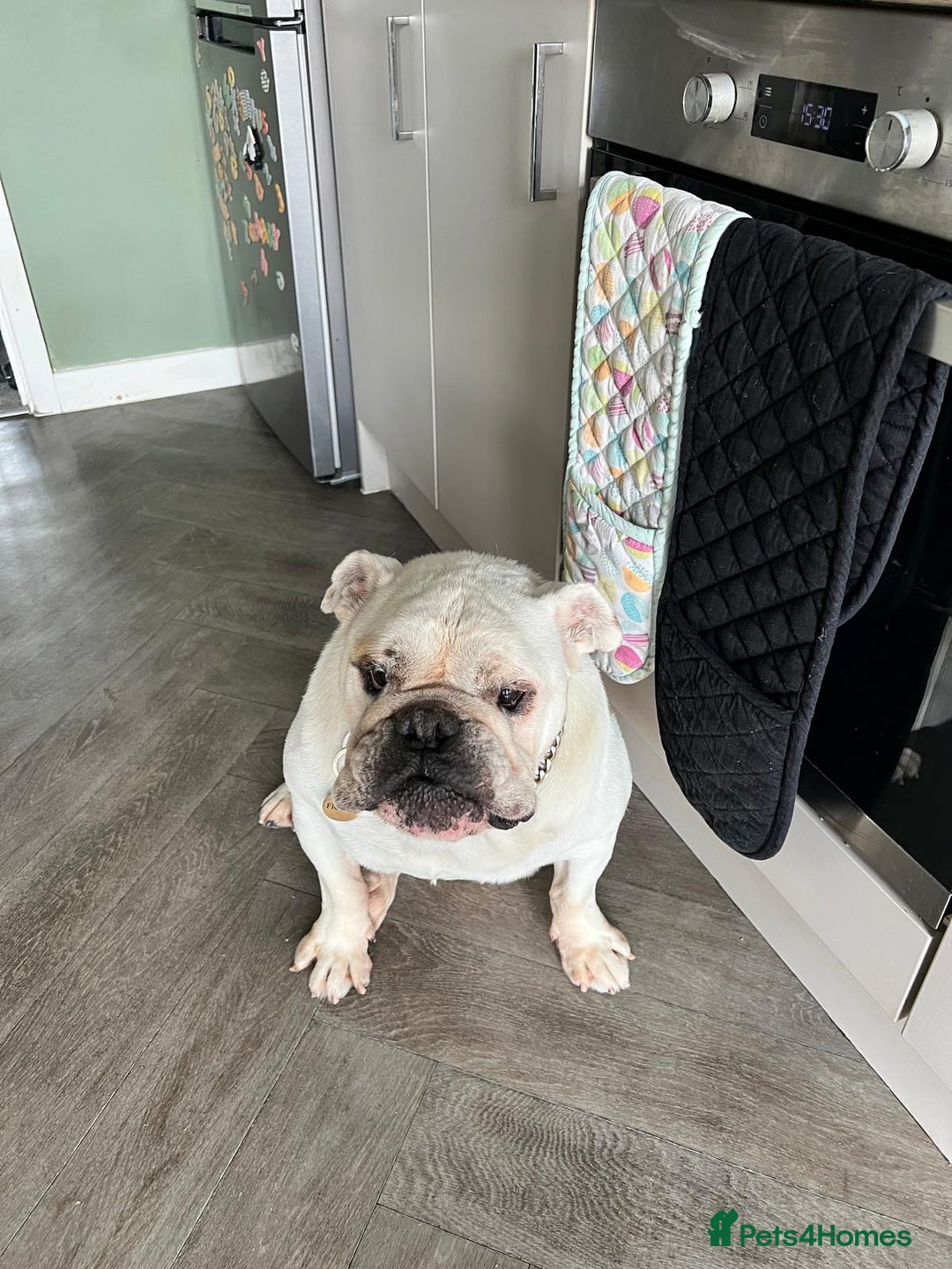 English Bulldog dogs for sale: English Bulldog looking for new home in Leamington Spa - Image 3