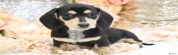 Miniature Dachshund dogs for sale: KC Miniature Dachshund Puppies - Advert 22