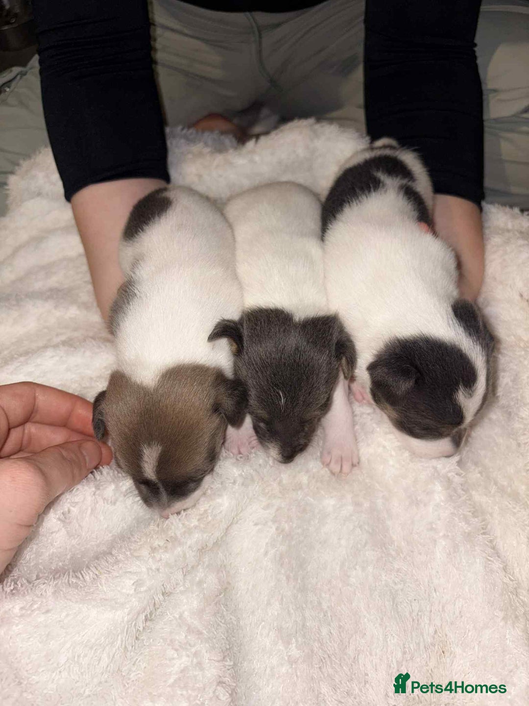 Jack Russell dogs for sale: 4 left!!! Blue/red tri JR puppies  - Advert 2