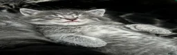 American Wirehair cats for sale: American wirehair/Long hair kittens for sale  - Advert 15