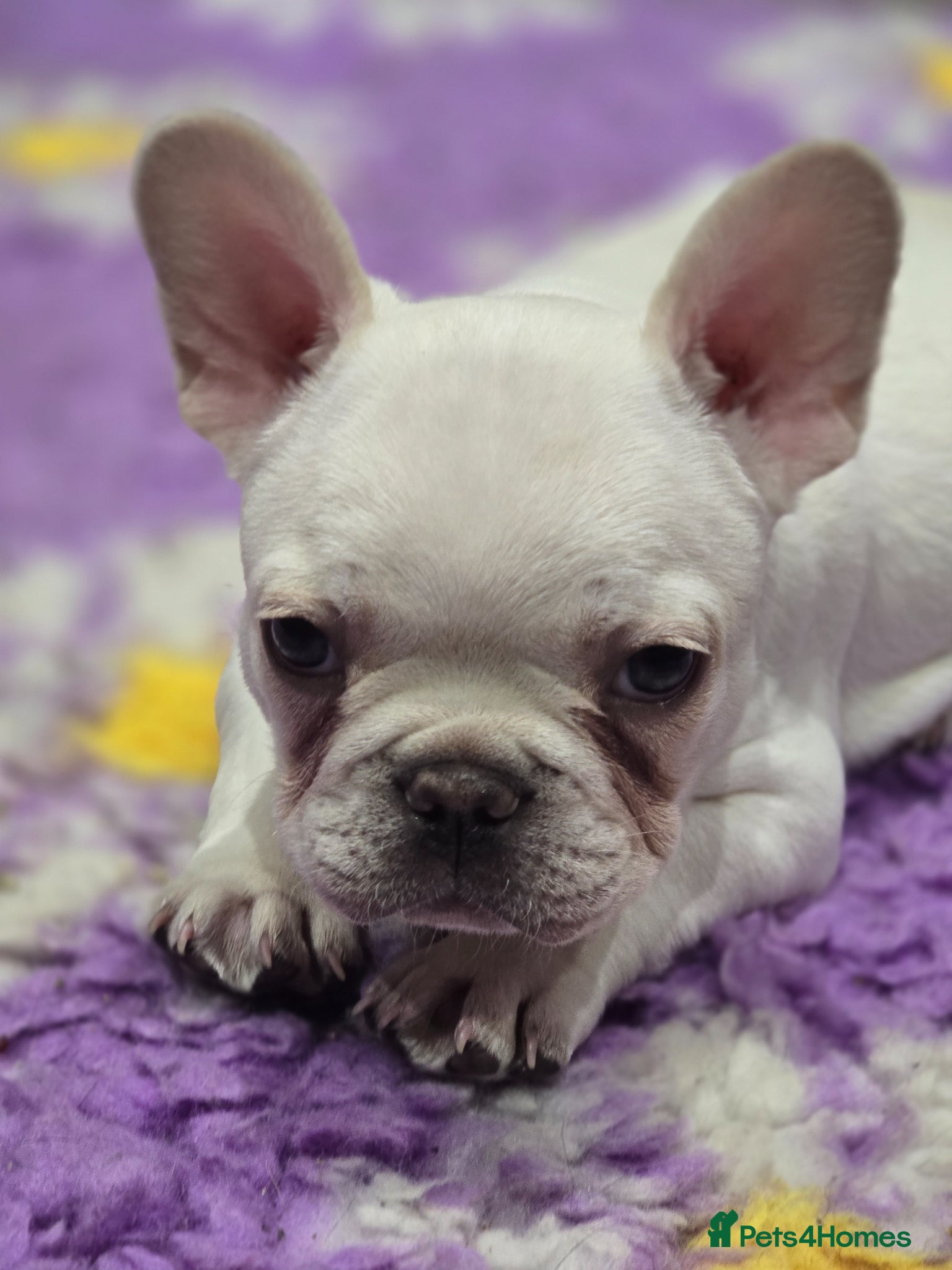 French Bulldog dogs *REDUCED* 1 boy left, French bulldog - Advert 7