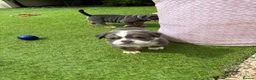 Olde English Bulldogge dogs for sale: Olde English Bulldogge, Mix Colours & Fluffy Gene - Advert 8