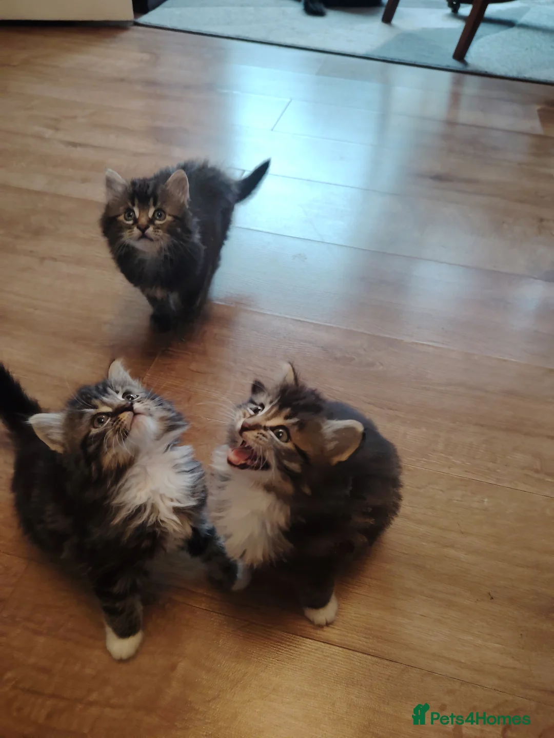 Norwegian Forest Cat cats for sale: Norwegian Forest kittens - Advert 37