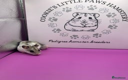 Hamster rodents for sale: Pedigree Chinese hamsters  - Image 7