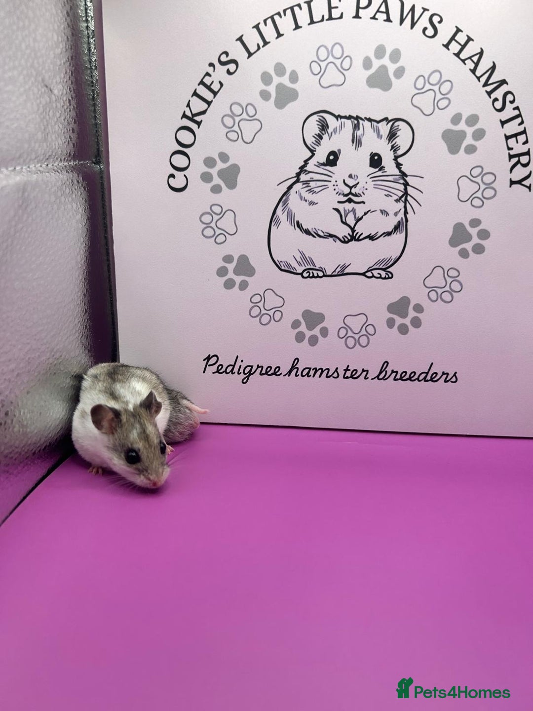 Hamster rodents for sale: Pedigree Chinese hamsters  - Image 7