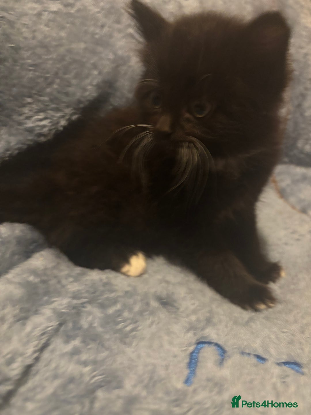 Mixed Breed cats for sale: 7 beautiful British short hair cross  - Advert 5