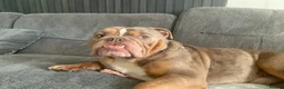 English Bulldog dogs for sale: Beautiful boy  - Advert 3