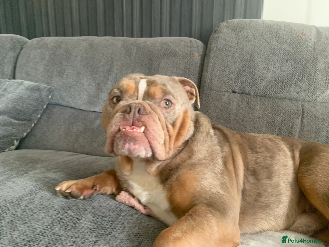 English Bulldog dogs for sale: Beautiful boy  - Advert 3