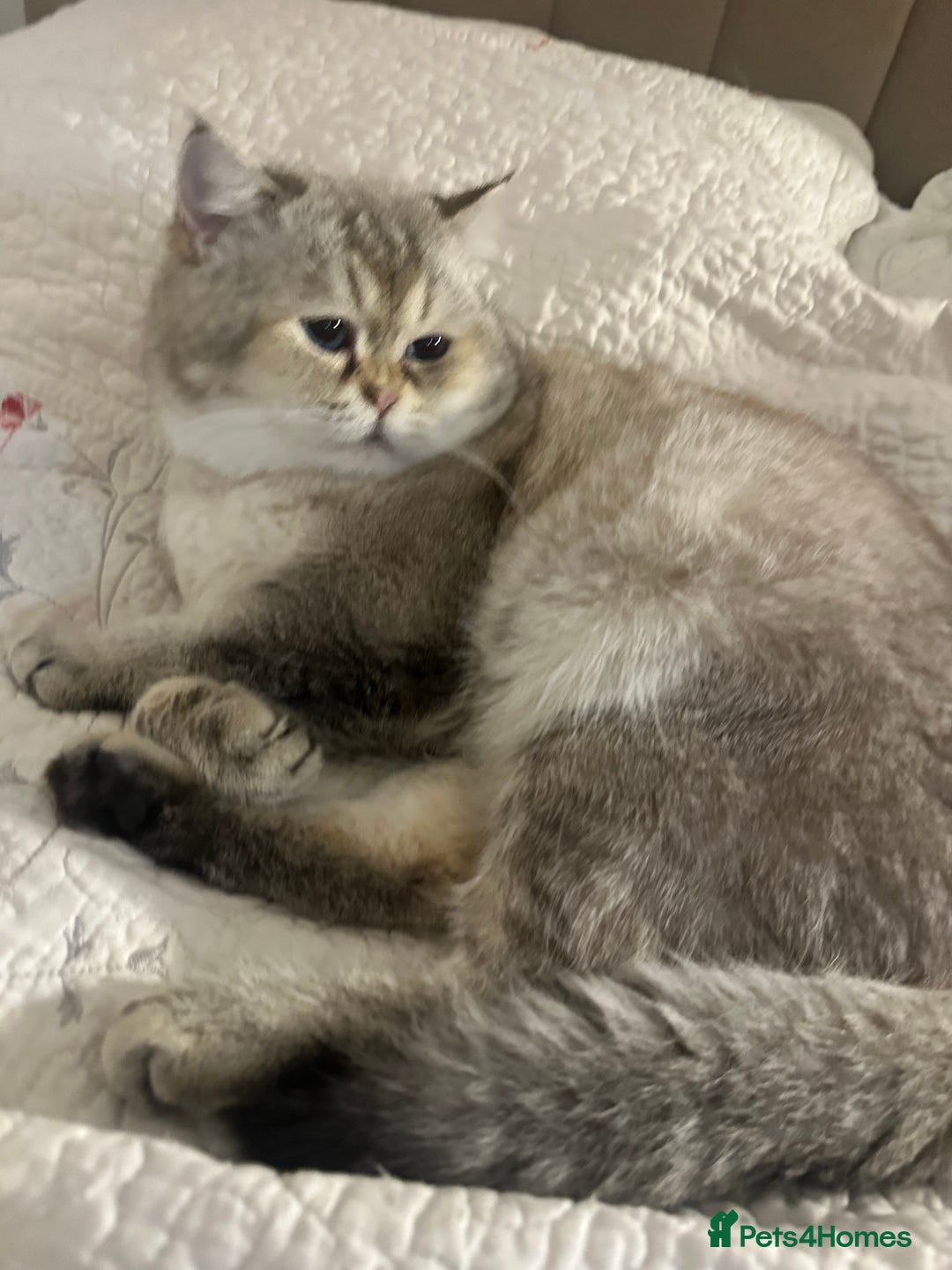 British Shorthair cats for stud: Teddy  - Advert 4