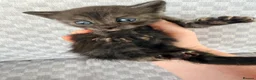 Mixed Breed cats for sale: Grey smoke tabby kitten  - Advert 4