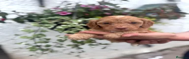 Cockapoo 6