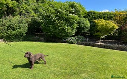 Cocker Spaniel dogs for sale: KC Reg Show Cocker Spaniels - Image 3