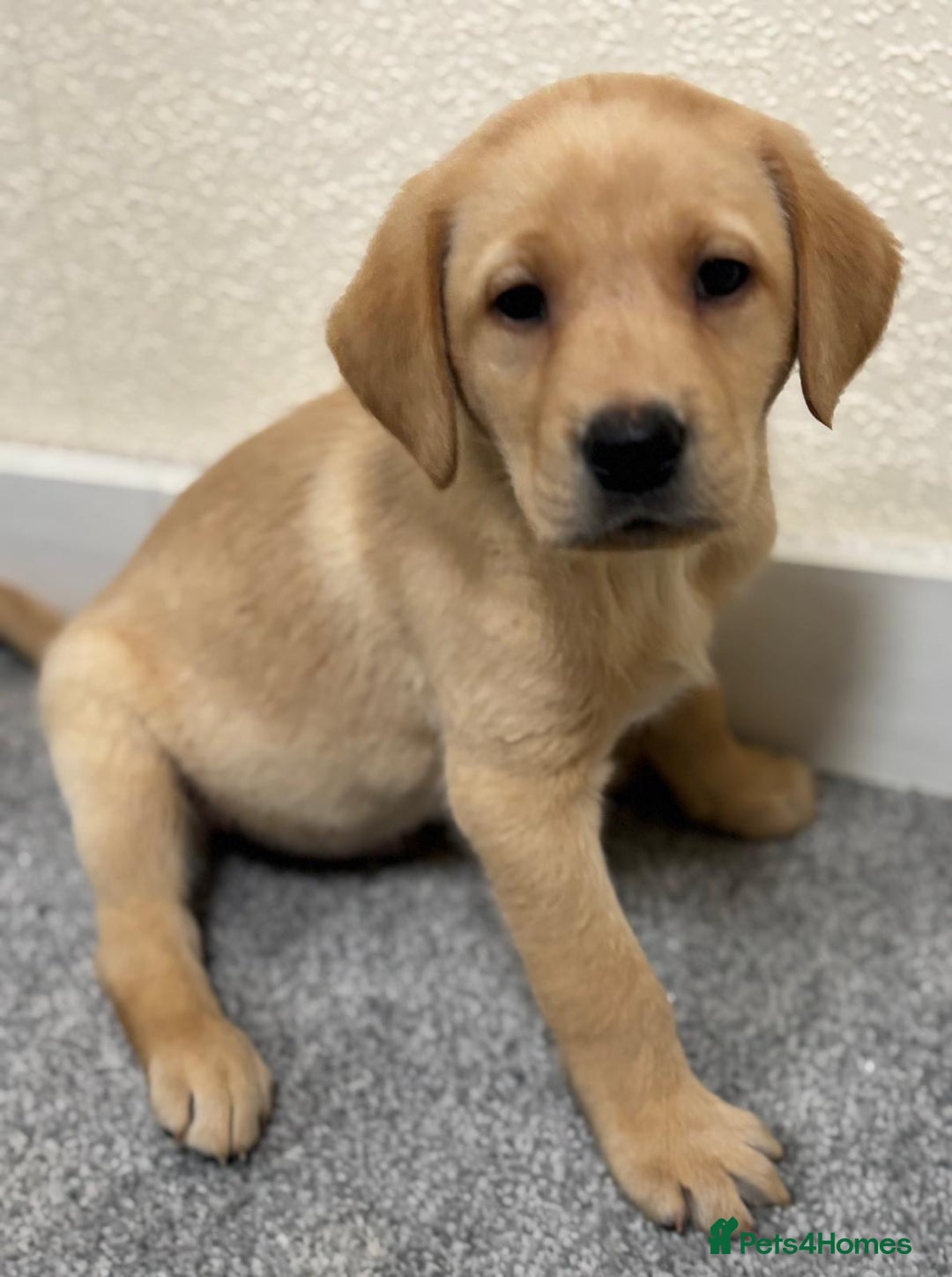 Labrador Retriever dogs for sale: Labrador puppies - Advert 32