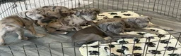 Cane Corso dogs for sale: Cane corso pups ready now  in Dereham - Advert 10