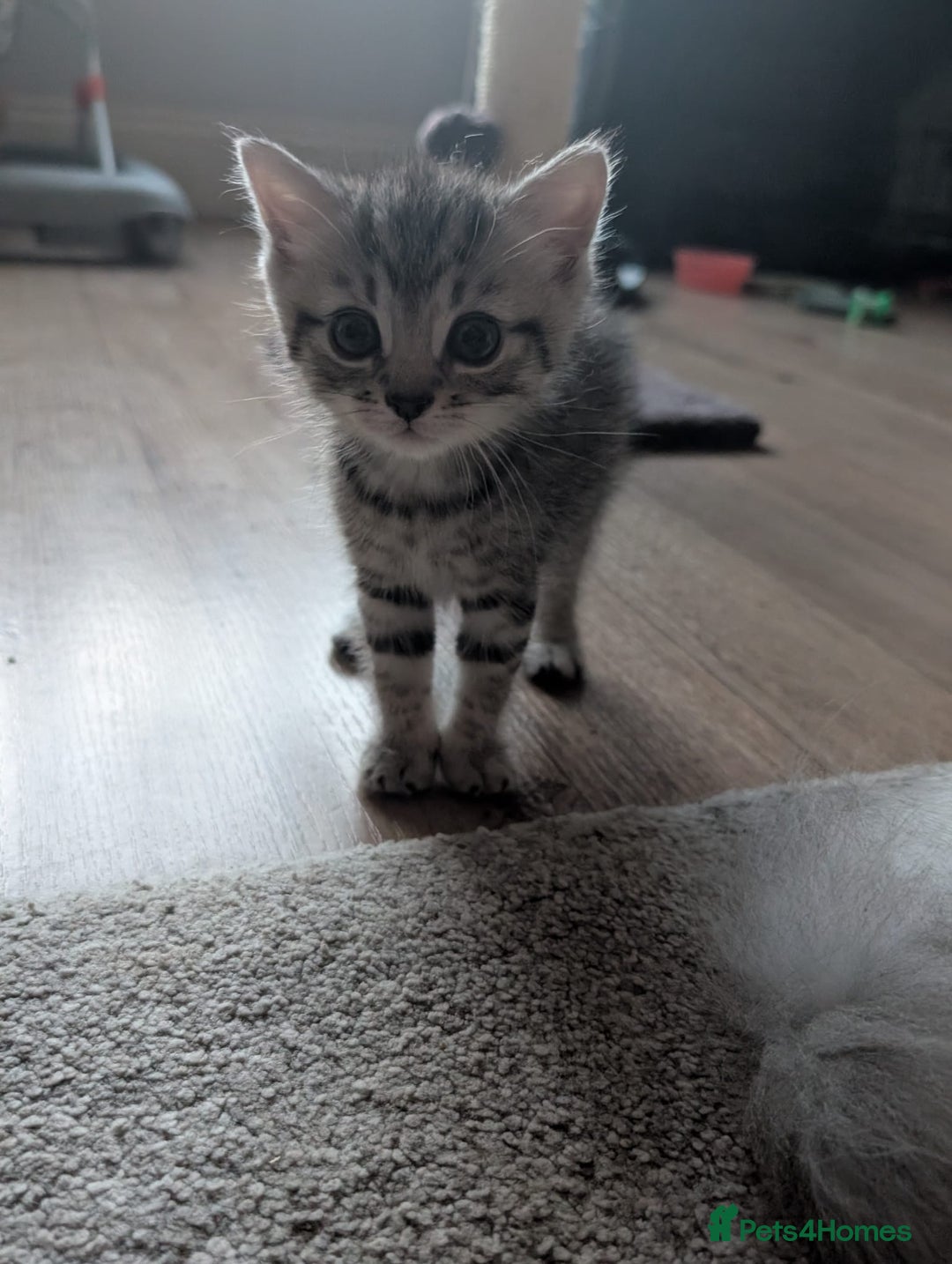 Mixed Breed cats for sale: Beautiful Kittens Available ✨️ in ELY - Image 26