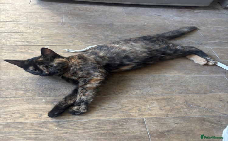 Mixed Breed cats - Advert 11
