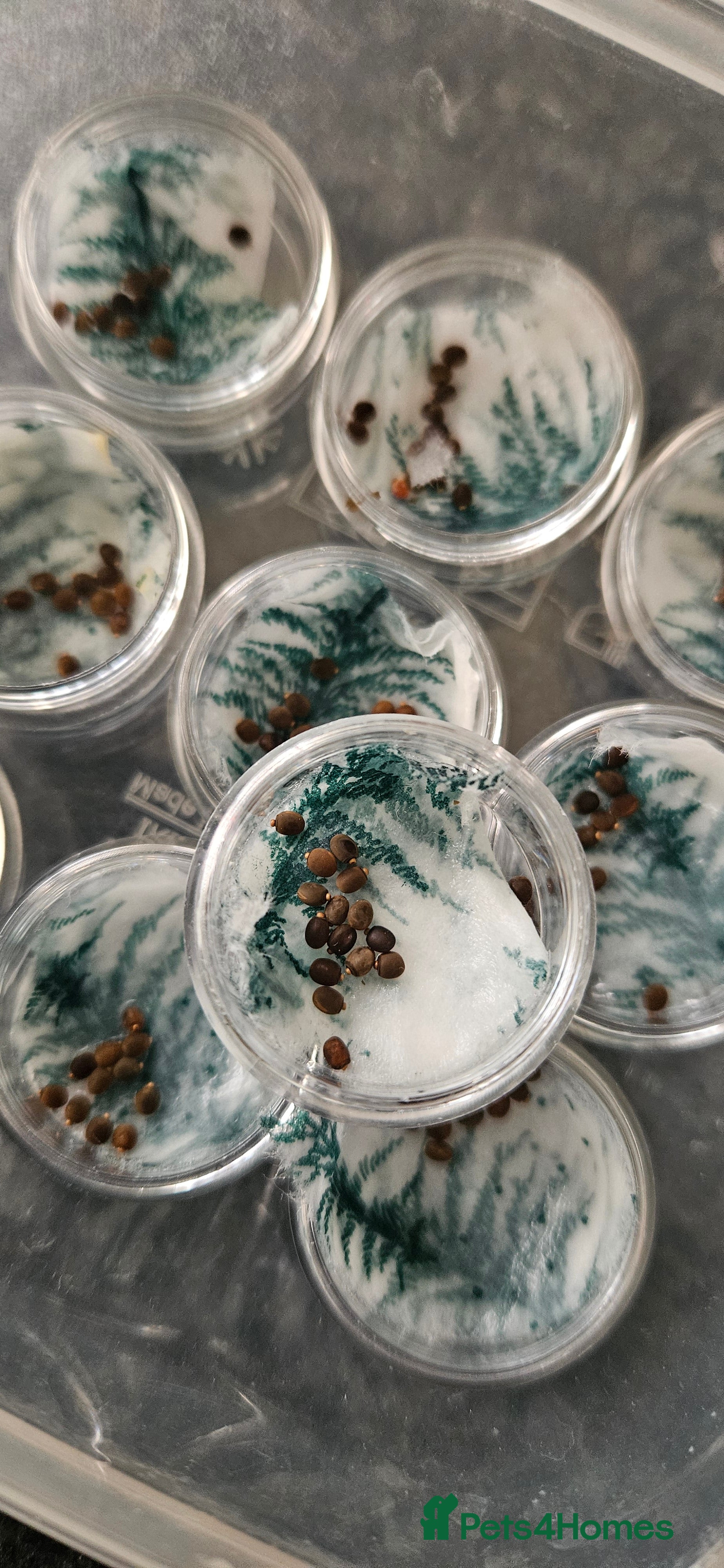 Stick Insects invertebrates Indian Stick Insect Eggs 10+ in Rugeley - Advert 4