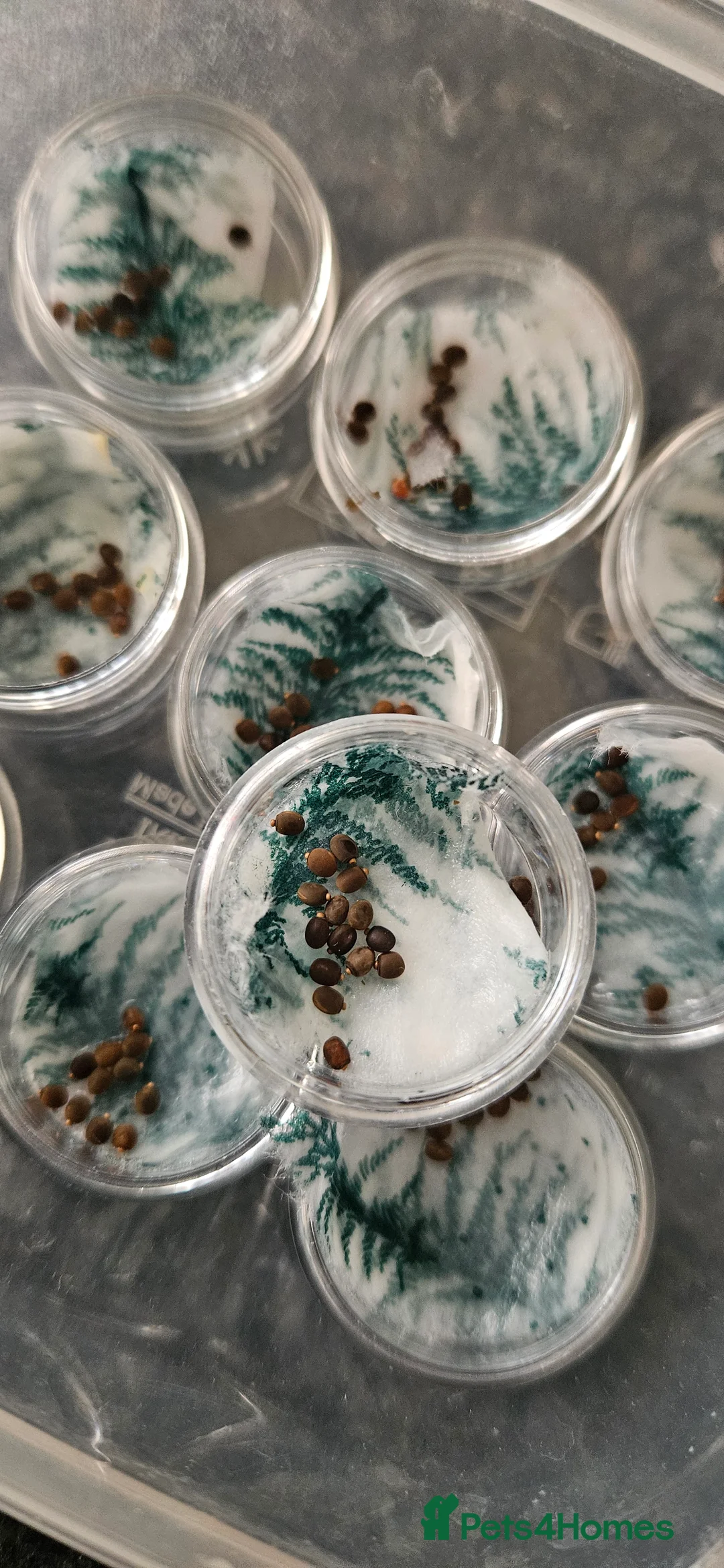 Stick Insects invertebrates for sale: Indian Stick Insect Eggs 10+ - Advert 1