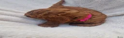 Cockapoo dogs for sale: Rare litter of F1BB cockapoos all hypoallergenic  in Middlesbrough - Advert 29
