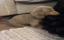 Miniature Dachshund dogs for sale: Gorgeous Miniature Daschunds  - Image 21
