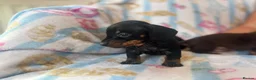 Miniature Dachshund dogs for sale: Adorable miniature dachshund puppies - Advert 5