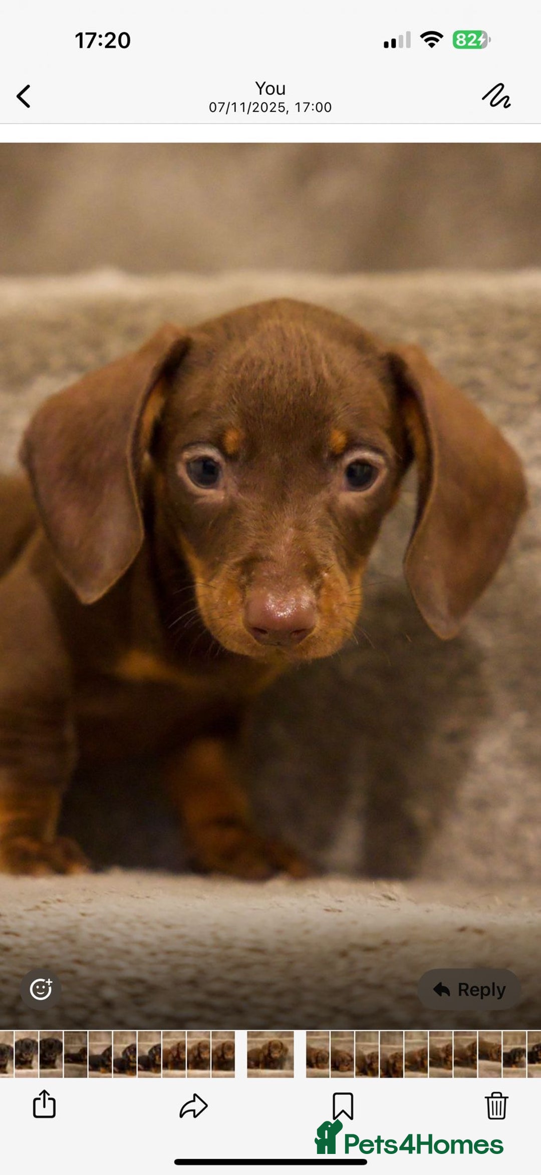 Dachshund dogs for sale: Dachshund boy pure breed stunning - Advert 7
