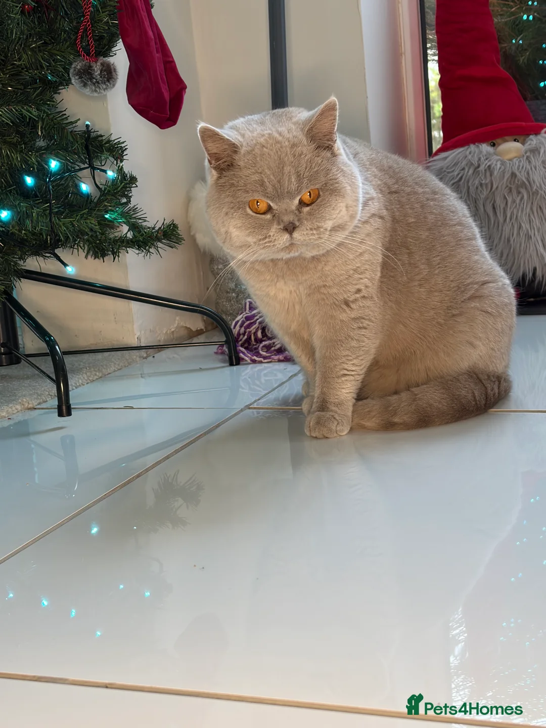 British Shorthair cats for stud: Thorn Stud duties only just 2 years old - Advert 5