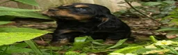 Cocker Spaniel dogs for sale: Therapy calm KC registered show cockers  - Advert 10