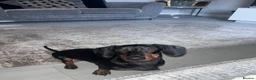 Miniature Dachshund dogs for sale: 7month Old Miniature Dashound in Falkirk - Advert 2