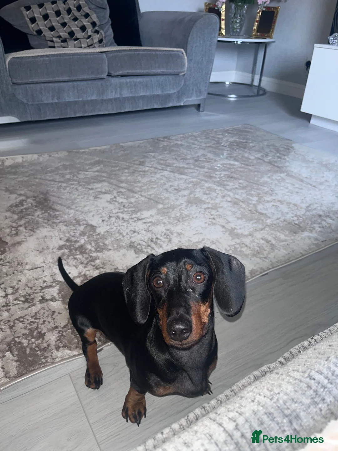 Miniature Dachshund dogs for sale: 7month Old Miniature Dashound in Falkirk - Advert 2