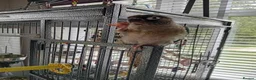 Conures birds for sale: Conure baby + cage etc - Advert 2