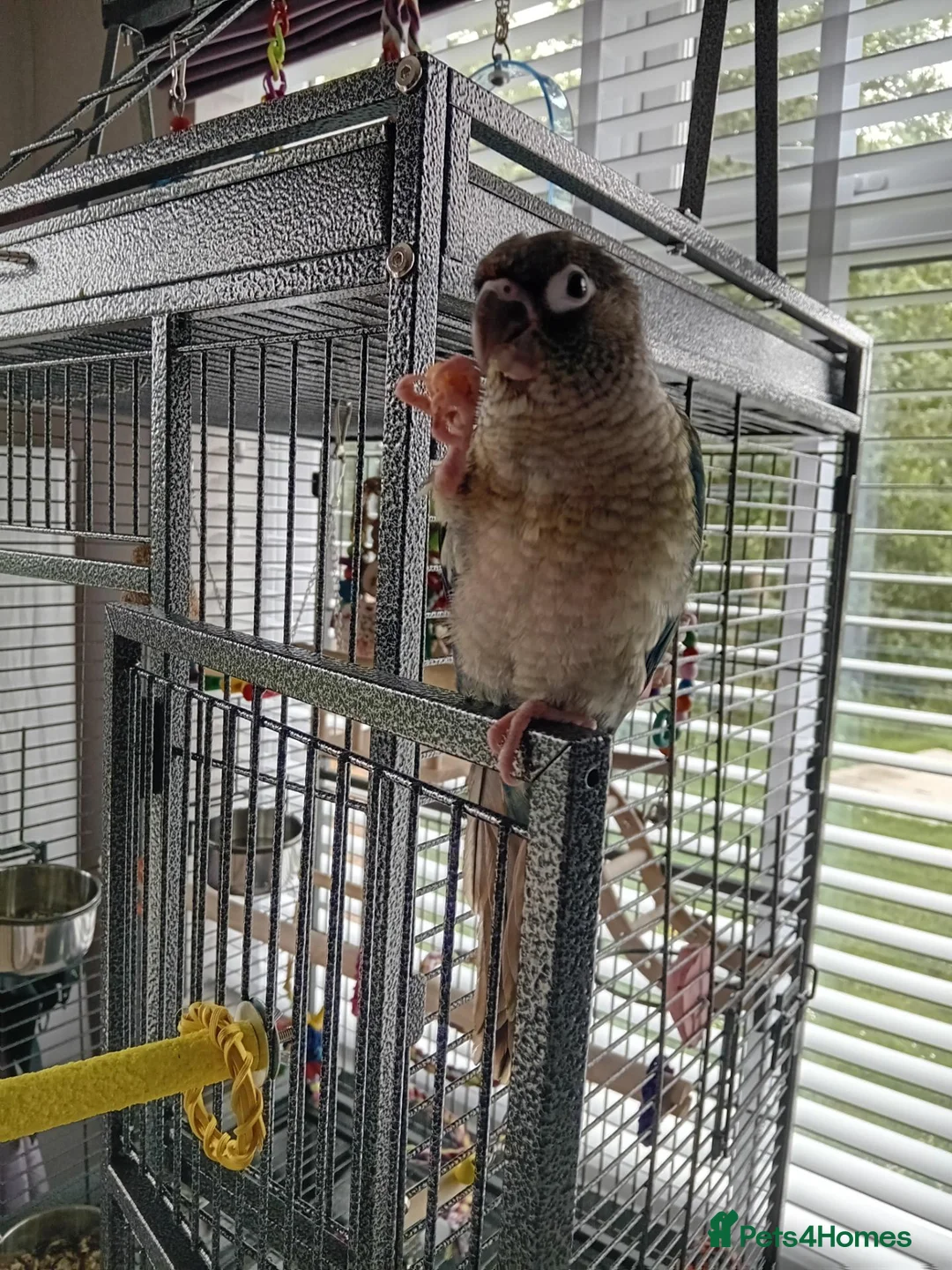 Conures birds for sale: Conure baby + cage etc - Advert 2