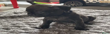 French Bulldog Puppy 1