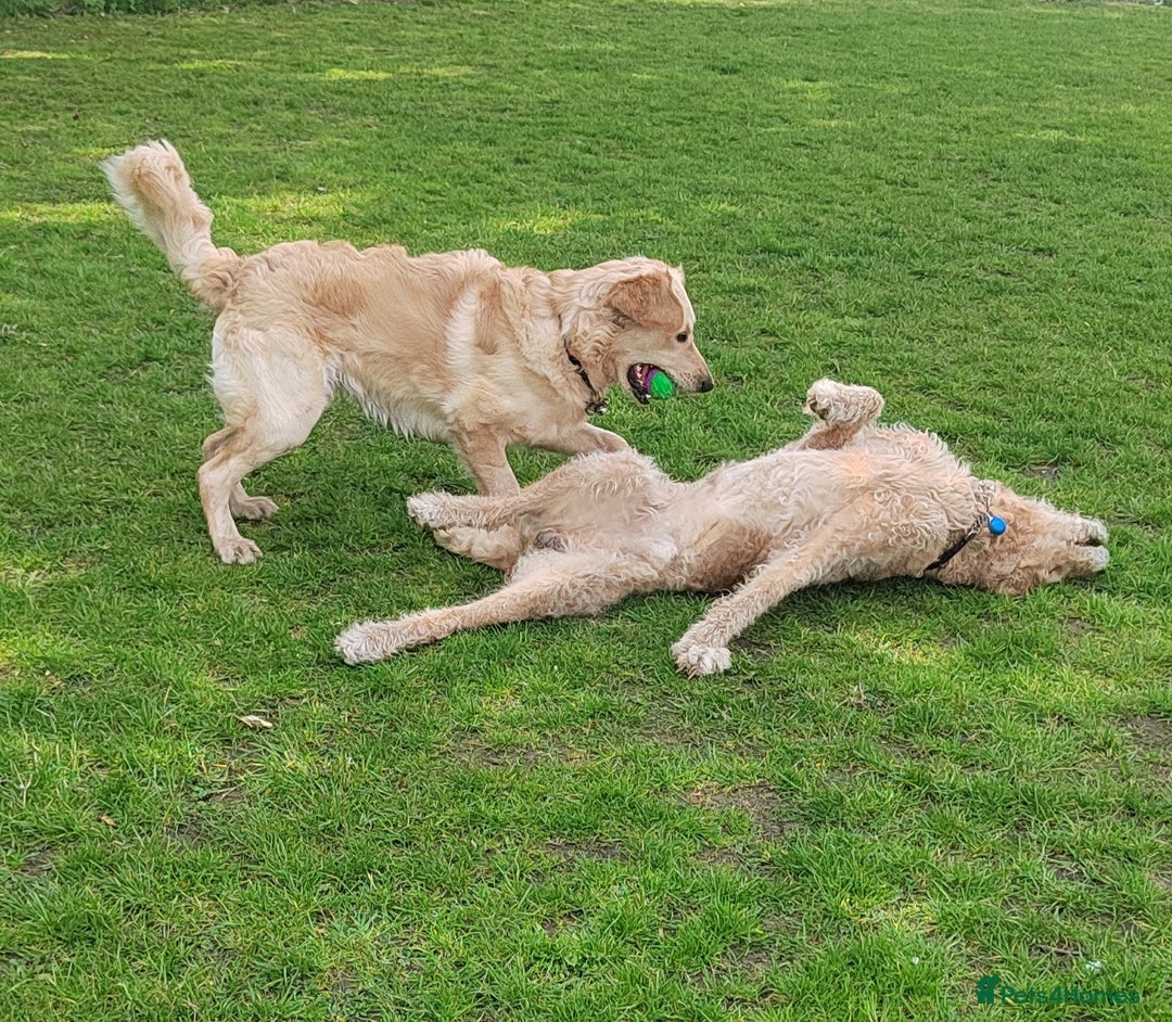 Goldendoodle dogs for stud: Mr Campbell  - Image 11