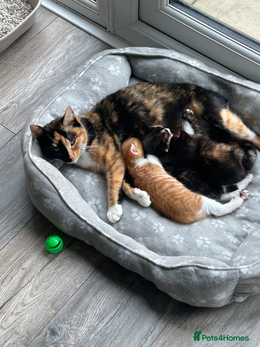 Mixed Breed cats for sale: 3 beautiful kittens - Advert 1