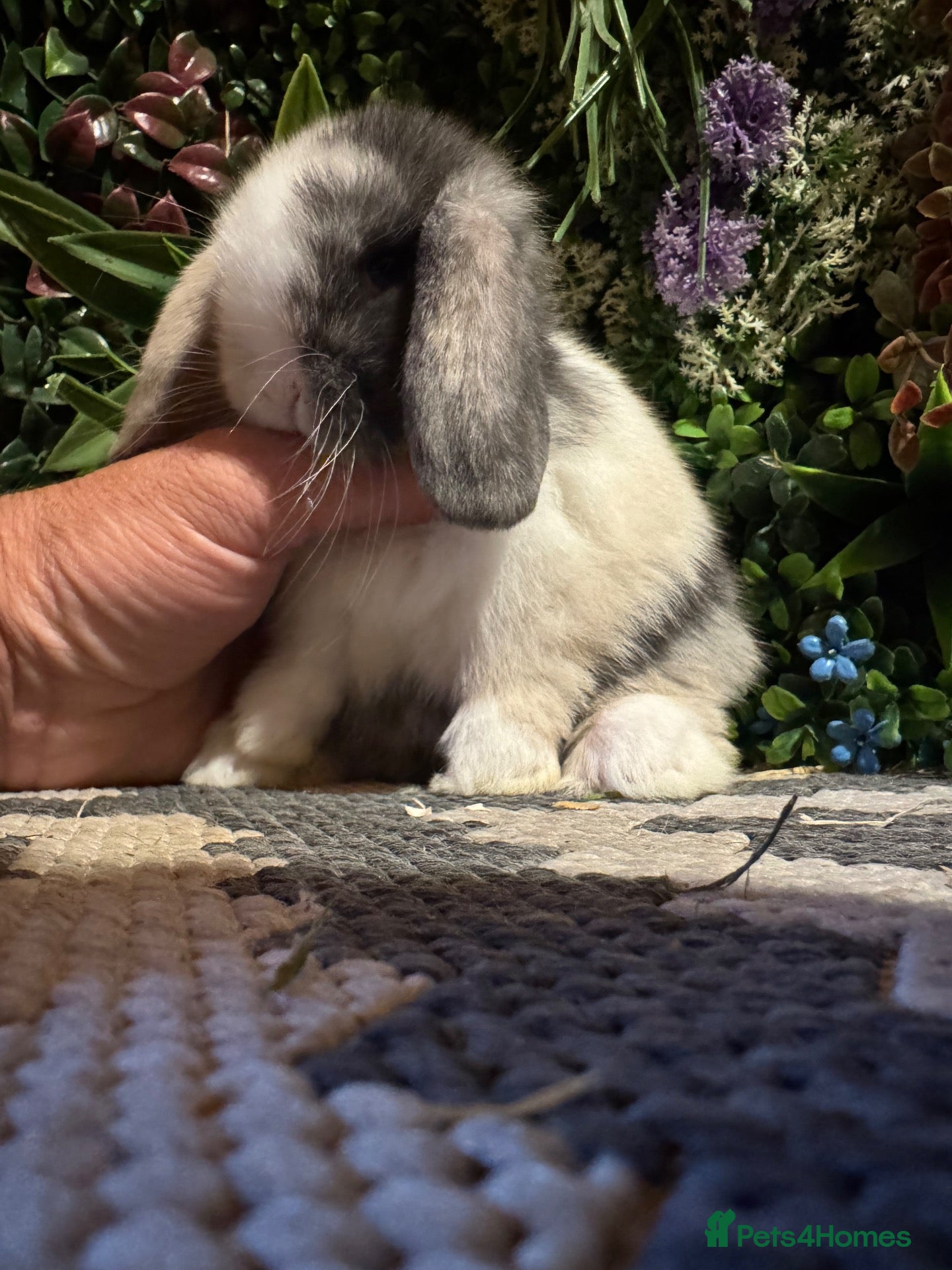 Mini Lop rabbits 🐰 PURE BREED MINI LOPS 🐰 - Advert 2