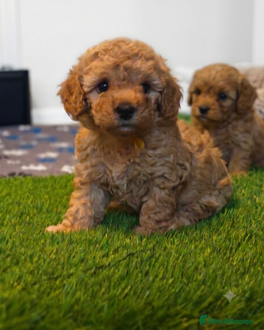 Cavapoo dogs Gorgeous Cavapoo Boy & Girl Available  - Advert 2